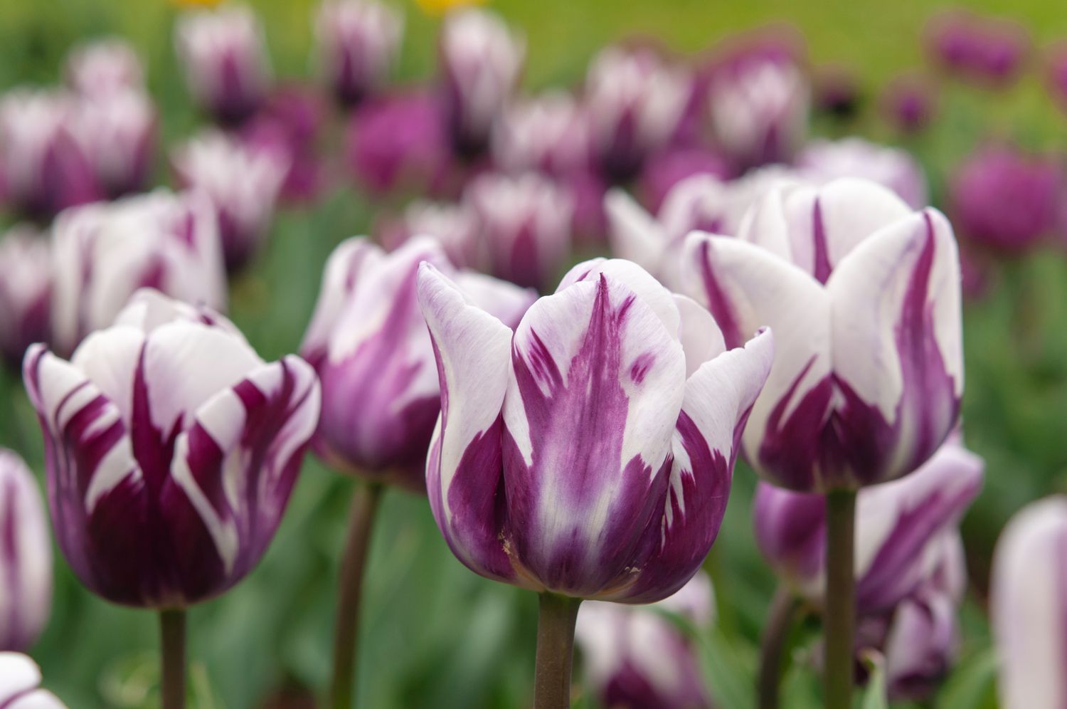 Purple raven тюльпан фото How to Plant, Grow, and Care for Tulip Flowers