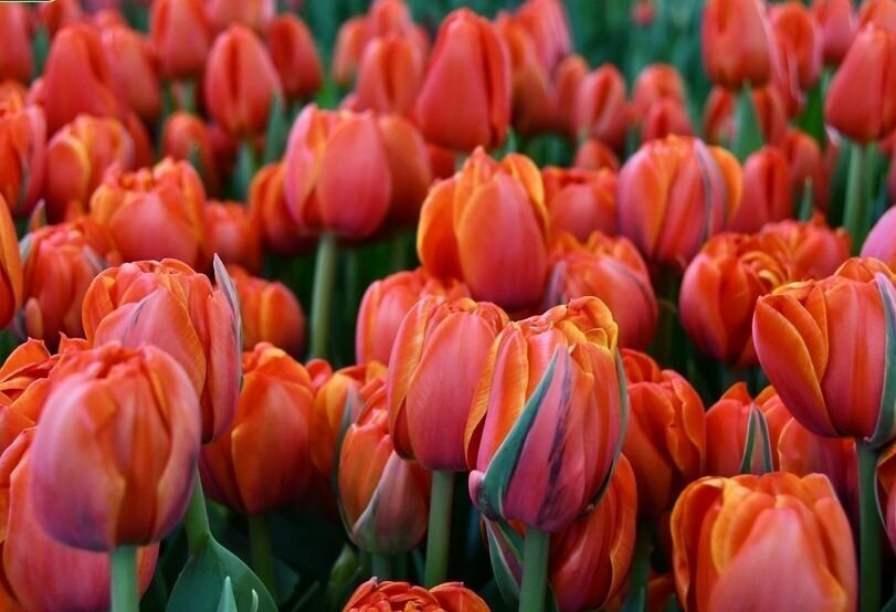 Queensday тюльпан фото и описание Луковицы тюльпана Queensday (10шт.) - купить в интернет-магазине по низкой цене 