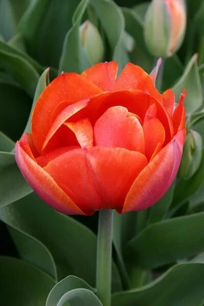 Queensday тюльпан фото и описание Bollen & zo - Tulpen Tulpen, Tuin, Bloemen