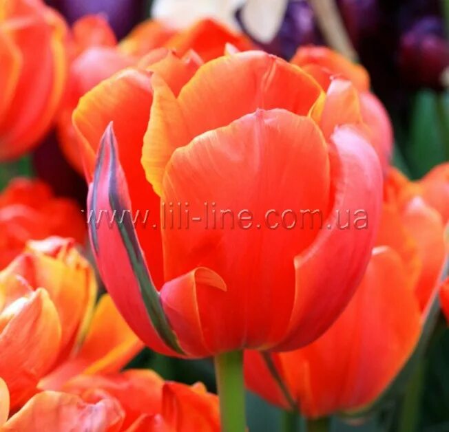 Queensday тюльпан фото и описание Queensday - Лили-Лайн