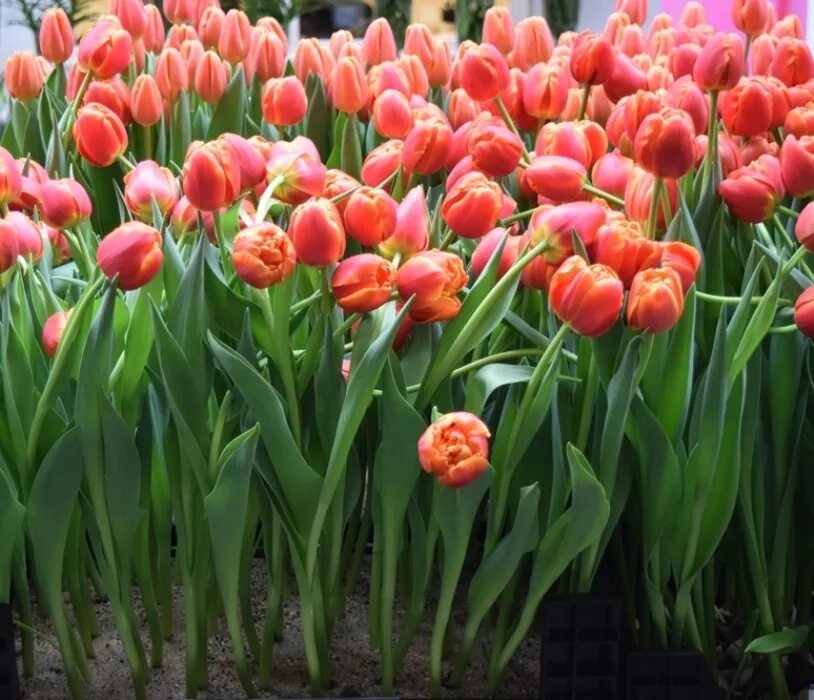 Queensday тюльпан фото и описание Купить Тюльпан Айкун в Москве и РФ. Описание сорта. Пункты самовывоза. Почтой (н