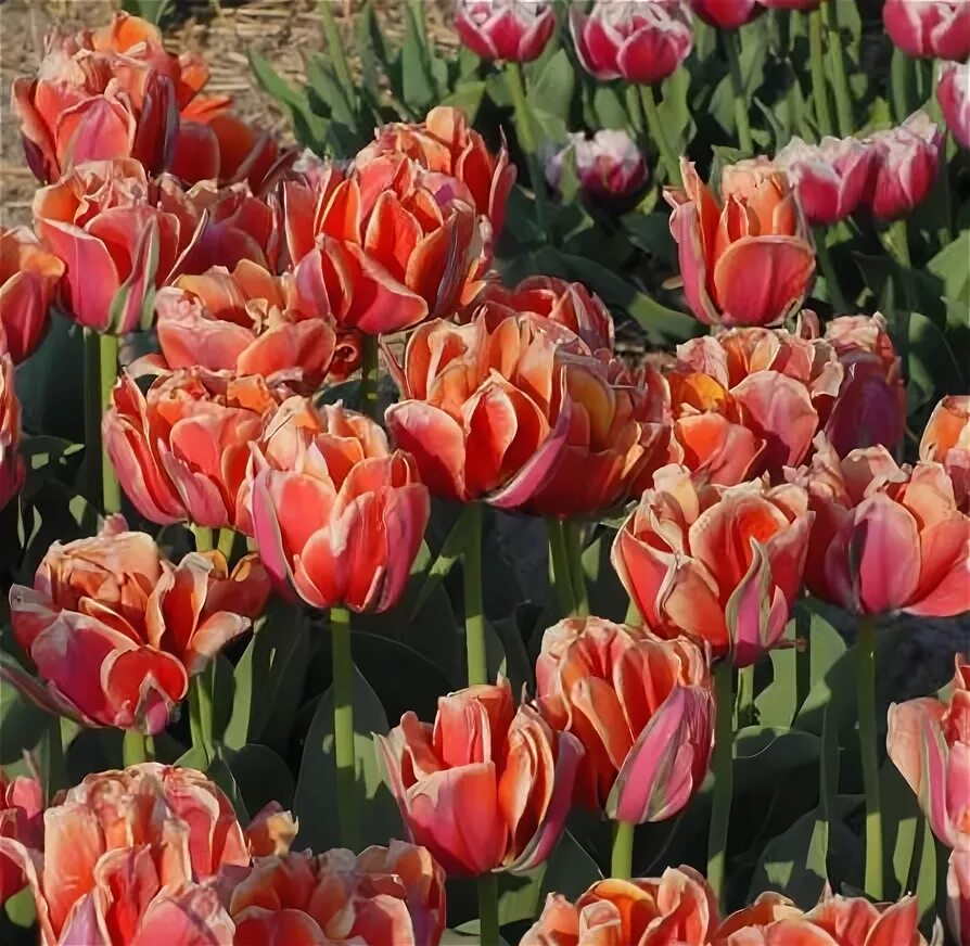 Queensday тюльпан фото и описание Тюльпан Túlipa Queensday - купить саженцы в интернет-магазине