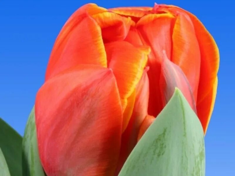 Queensday тюльпан фото и описание Tulips assortment for the Women's day 2024