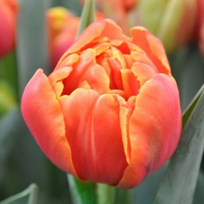 Queensday тюльпан фото и описание Сибирский сад / Тюльпан Айкон 11/12 10шт (Поиск) Тюльпан Луковичные Поиск. Цветы
