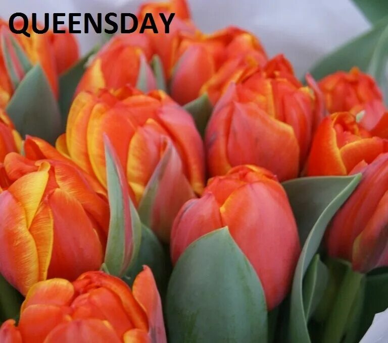 Queensday тюльпан фото и описание Тюльпаны в Бресте по выгодной цене - купить на Пульсе цен