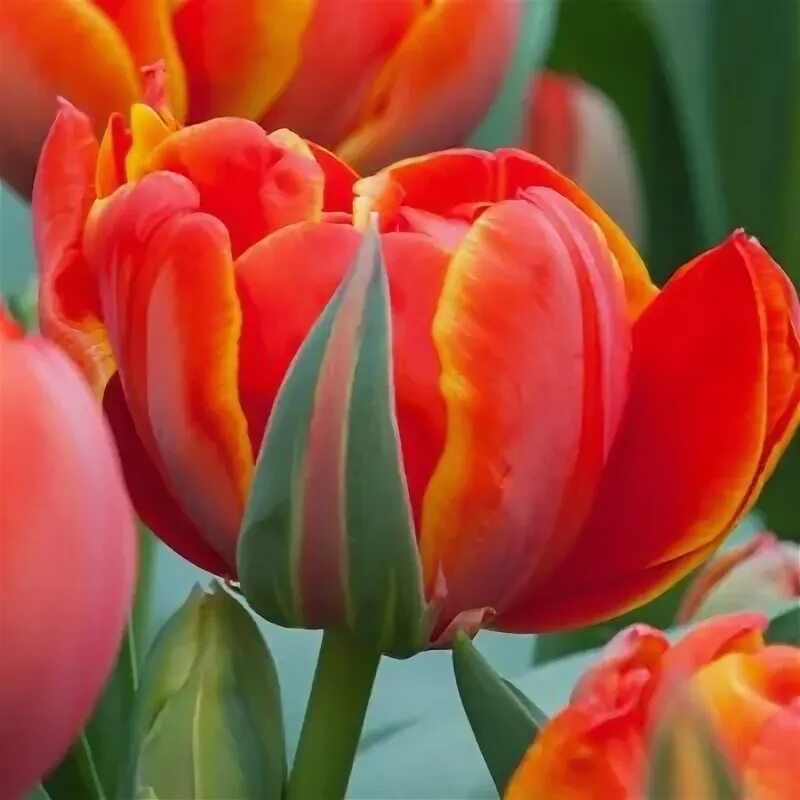 Queensday тюльпан фото и описание Black Bean