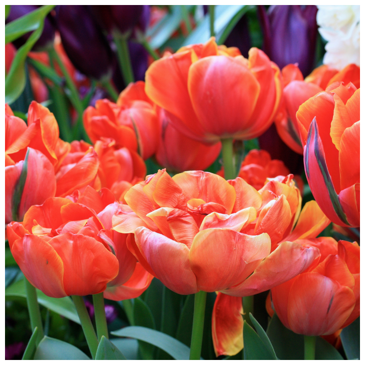 Queensday тюльпан фото и описание Тюльпан QUEENSDAY (5 луковиц) - купить в интернет-магазине по низкой цене на Янд