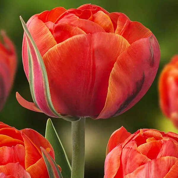 Queensday тюльпан фото и описание Тюльпан (Махровый поздний) - Квинсдей осенние луковичные - описание, фото, агрот