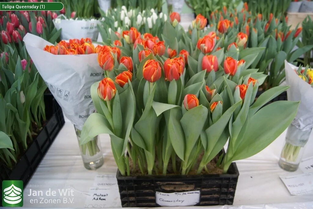 Queensday тюльпан фото и описание Trade show Proeftuin Zwaagdijk 2015 Pictures Jan de Wit en Zonen B.V.