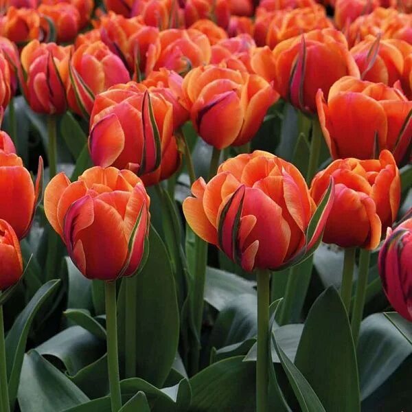 Queensday тюльпан фото и описание Луковицы купить по выгодной цене в интернет-магазине OZON (1145999967)