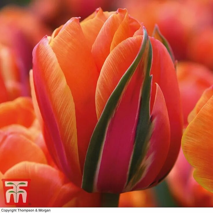 Queensday тюльпан фото и описание Tulip 'Queensday'
