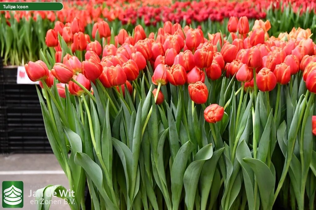 Queensday тюльпан фото и описание Tulip Trade Event 2020 assortment Pictures Jan de Wit en Zonen B.V.