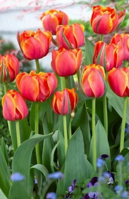 Queensday тюльпан фото и описание Тюльпан Куинсдей (10шт/уп) - купить Тюльпаны в Москве, доставка по России через 