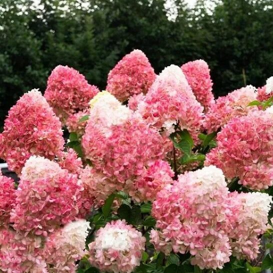 Raspberry pink гортензия метельчатая описание и фото Купить Гортензия метельчатая Pink and Rose - Гортензия - GardenPlants