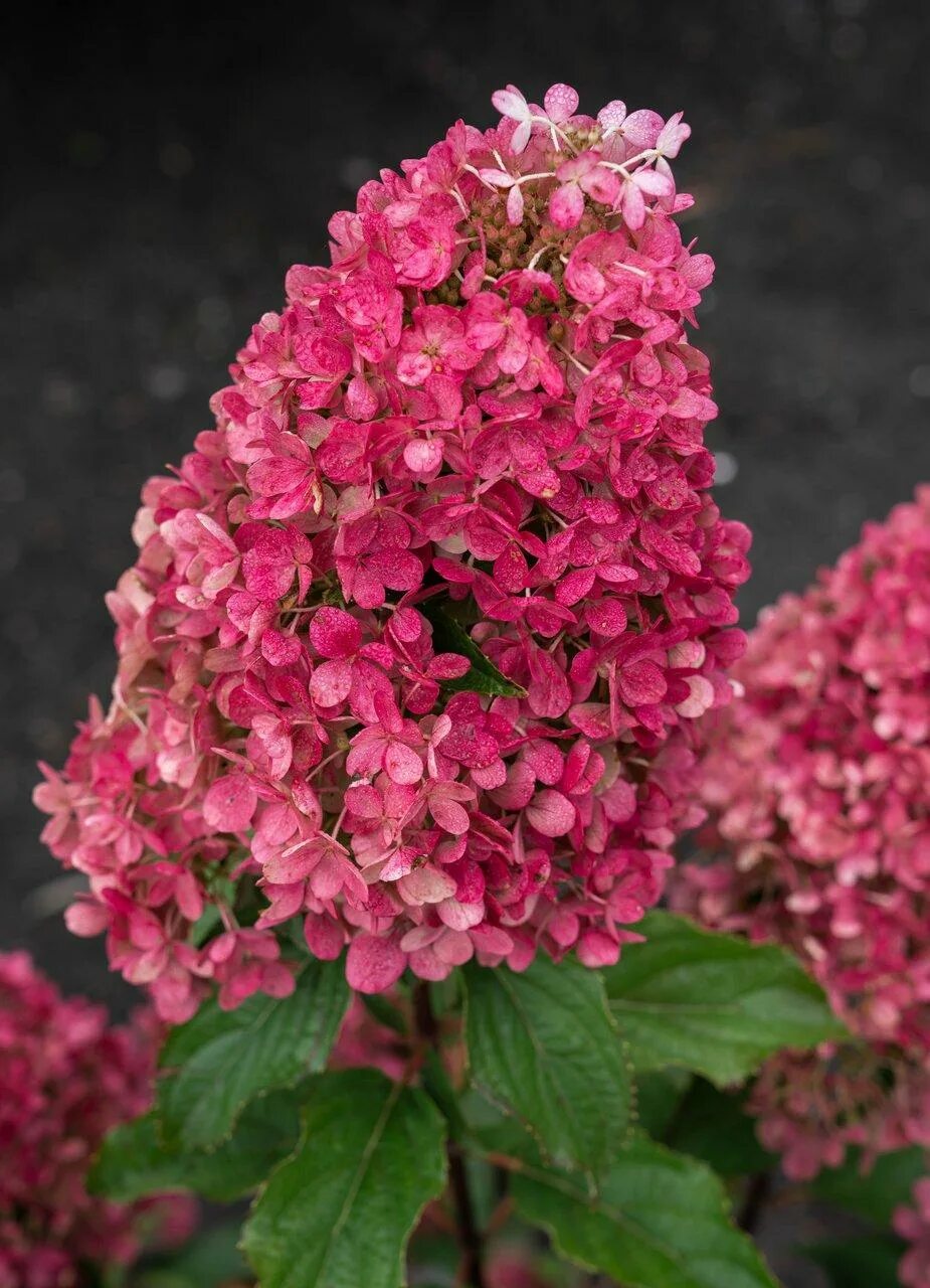 Raspberry pink гортензия метельчатая описание и фото ВСЕ ТОВАРЫ Метельчатая гортензия "Rasberry pink " (Расбери Пинк) купить в интерн
