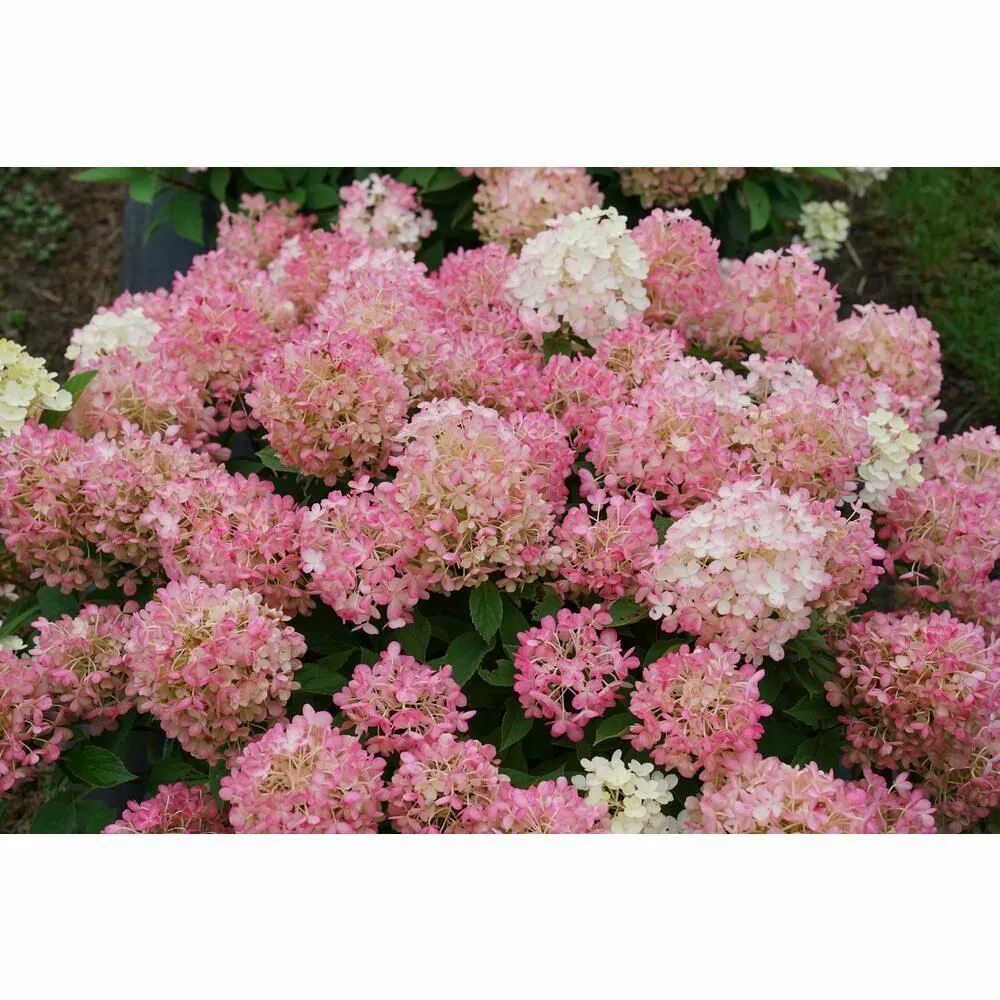 Raspberry pink гортензия метельчатая описание и фото PROVEN WINNERS 1 Gal. Fire Light 'Tidbit' Hydrangea (Arborescens) Live Plant, Wh