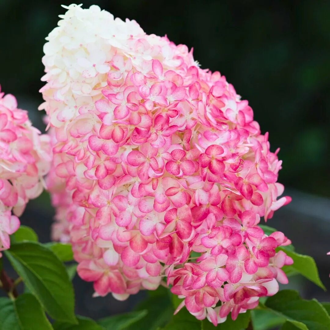 Raspberry pink гортензия метельчатая описание и фото Гортензия метельчатая Пинк энд Роуз , 2-3 лит (КЛ) купить в магазине 6соток - Кр