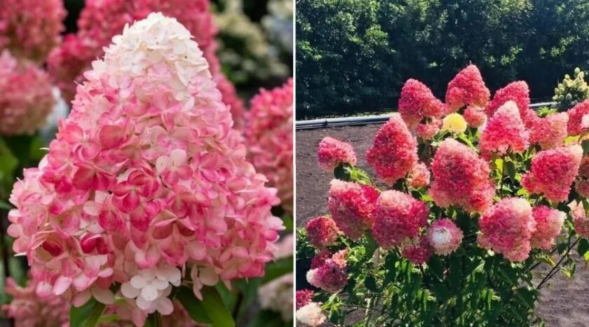 Raspberry pink гортензия метельчатая описание и фото Гортензия метельчатая Pinky Promise