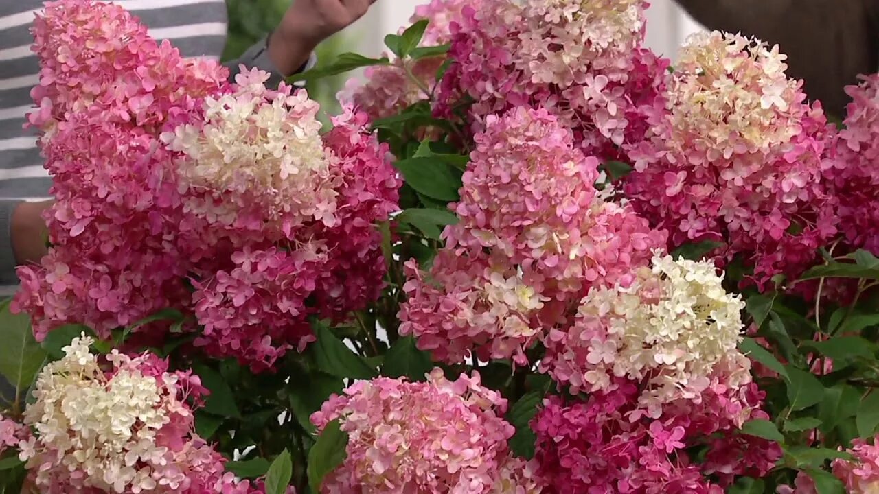 Raspberry pink гортензия метельчатая описание и фото Cottage Farms Vanilla Strawberry Hydrangea on QVC - YouTube