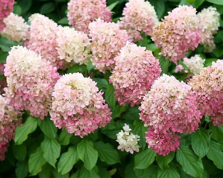 Raspberry pink гортензия метельчатая описание и фото Product Viewer Hydrangea, Hardy hydrangea, Perennials