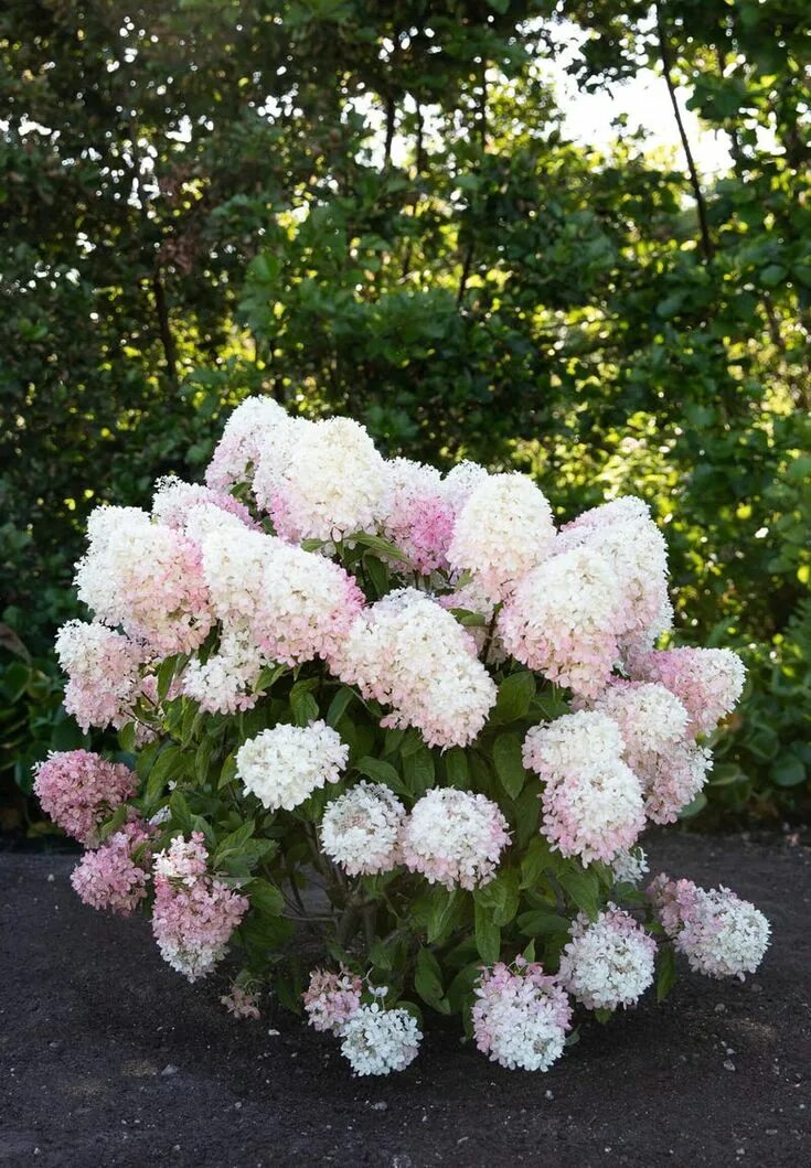 Raspberry pink гортензия метельчатая описание и фото Hydrangea paniculata Living Raspberry Pink ® Hydrangea paniculata, Hydrangea, Hy