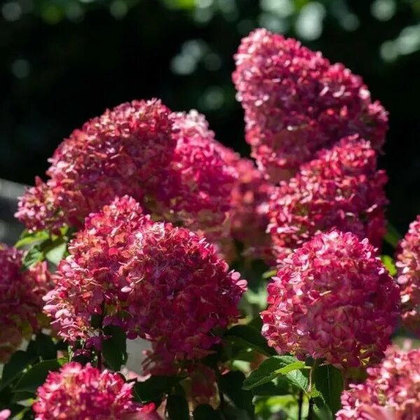Raspberry pink гортензия метельчатая описание и фото Гортензия Распберри Пинк Raspberry Pink (Р9-0,5л) - купить с доставкой по выгодн