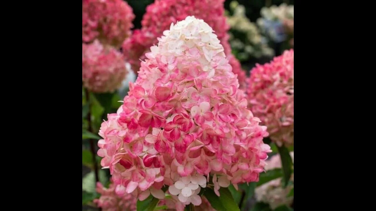 Raspberry pink гортензия метельчатая описание и фото Знакомтесь# карликовыесорта# метельчатыхгортензий# ЛиттлФрайз# ЛиттлПэшн# Бобо# 