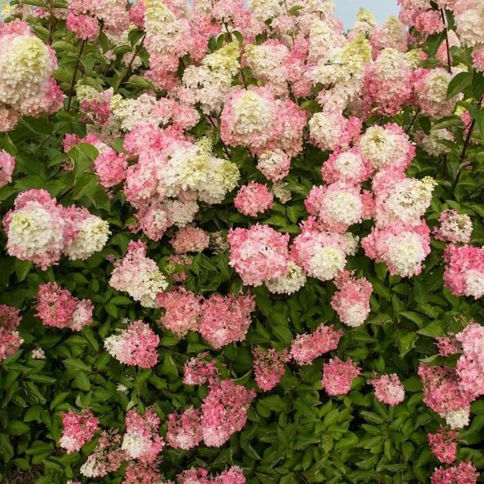 Raspberry pink гортензия метельчатая описание и фото Саженцы Гортензия метельчатая Распеберри Пинк (горшок 3л) купить в Москве и РФ. 