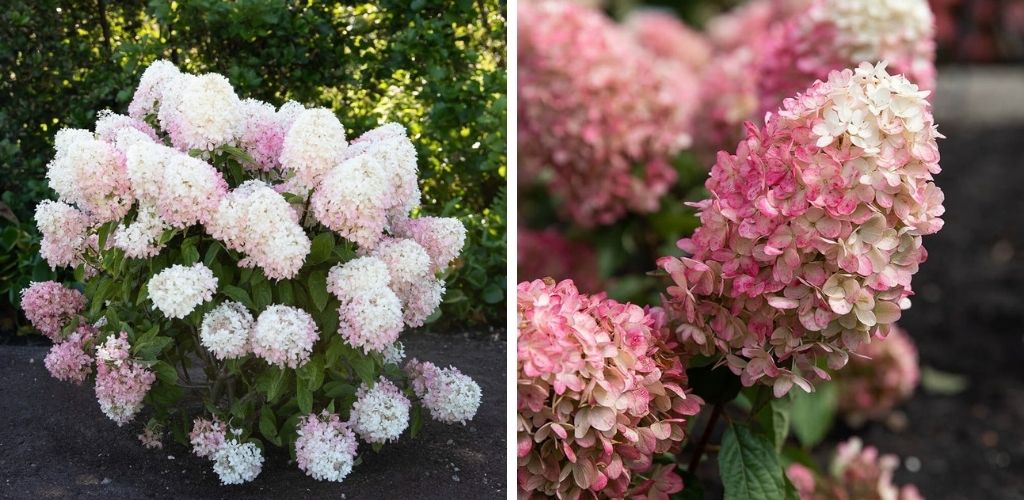 Raspberry pink гортензия метельчатая описание и фото Новинки ассортимента гортензии метельчатой 2022г - Living Creations ® Collection