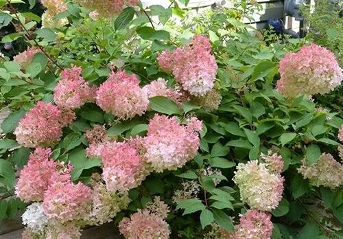 Raspberry pink гортензия метельчатая описание и фото Купить Гортензия метельч. "Тач оф Пинк" в Арзамасе "Лэндмастер52". Товары и услу