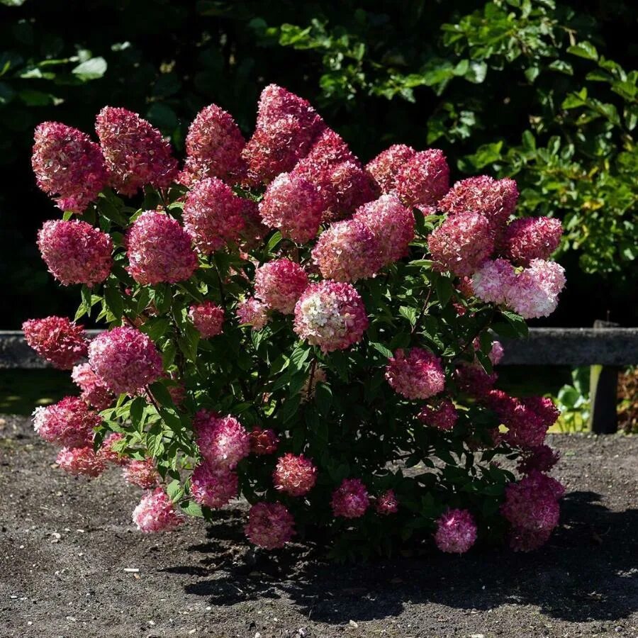 Raspberry pink гортензия метельчатая описание и фото ГОРТЕНЗИЯ МЕТЕЛЬЧАТАЯ ПИНК ЭНД РОУЗ горшок-с3 Агрофирма "ФЛОС"