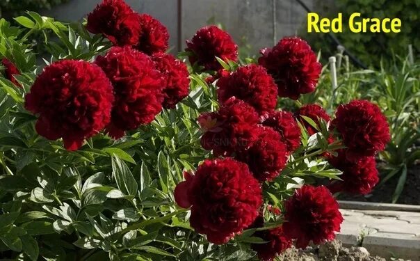 Red grace пион фото и описание Red Grace - супер-сорт для срезки и ландшафта!!! Тёмно-красный, сверкающий, очен