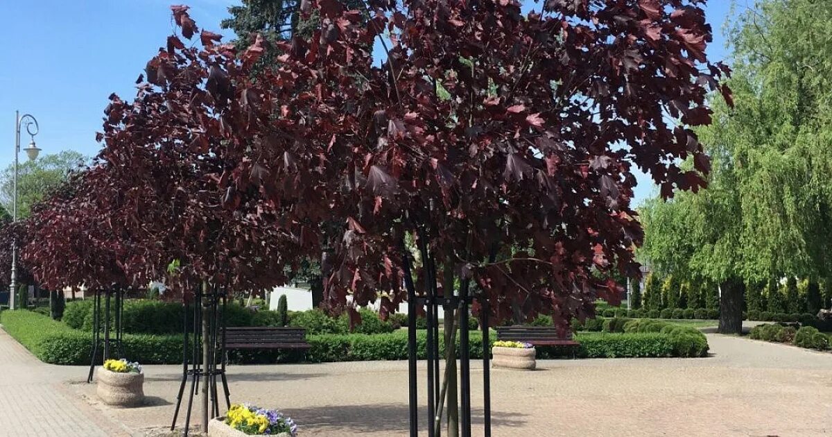 Red klen ул космонавтов 29 фото Клён остролистный Royal Red 80 см - Заказать по оптовой цене - "Город Цветов"