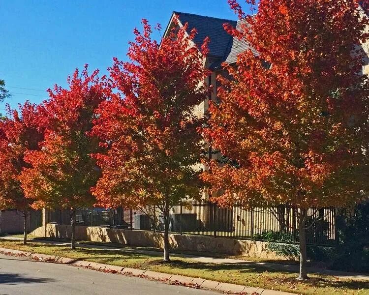 Red klen ул космонавтов 29 фото October Glory Maple Tree Best Trees for Dallas TX Plants for Dallas in 2023 Land