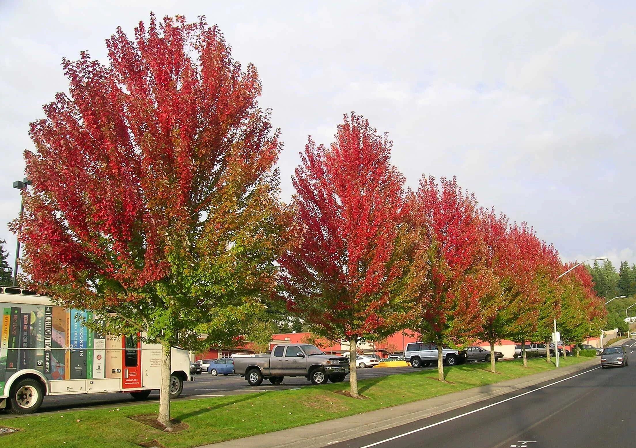 Red klen ул космонавтов 29 фото Tree Profile for the Autumn Blaze Maple Autumn blaze maple, Shade trees, Street 
