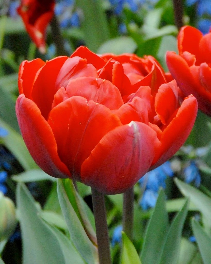 Red princess тюльпан фото Tulip 'Red Princess'