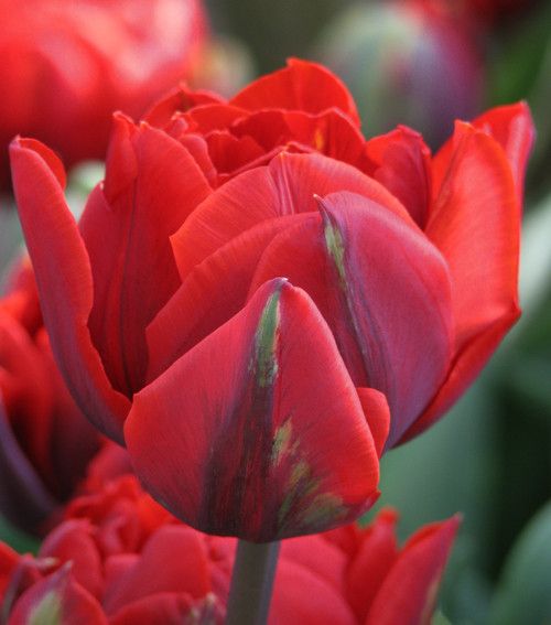 Red princess тюльпан фото Kingsblood, 1952red Is The Most Traditional, Iconic Color In Tulips 49D