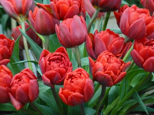 Red princess тюльпан фото Tulip Red Princess, Bloms Bulbs, Chelsea Flower Show Red plants, Chelsea flower 