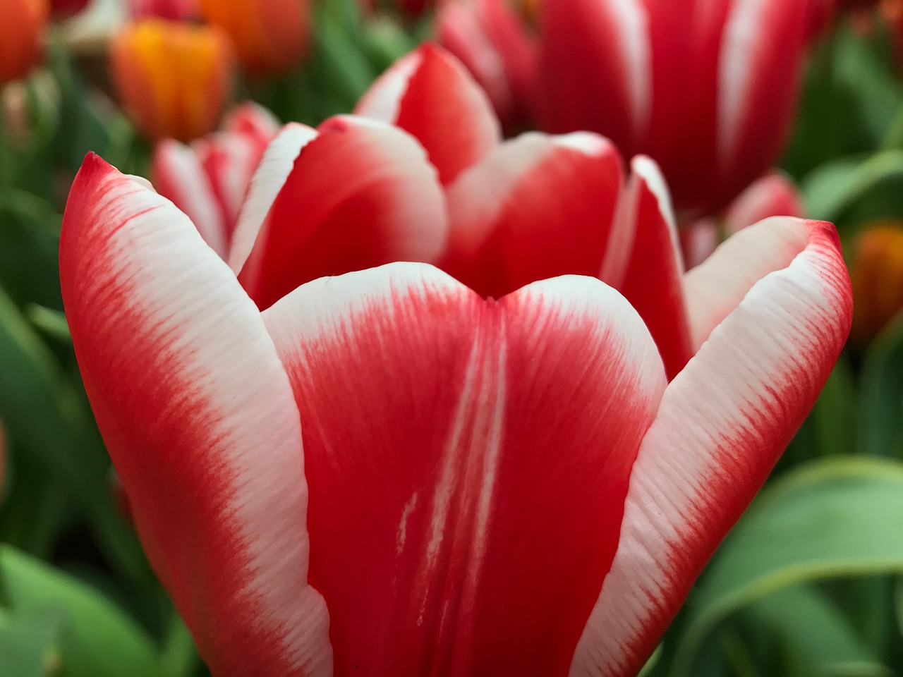 Red princess тюльпан фото Red,white,flower,garden,blooming - free image from needpix.com