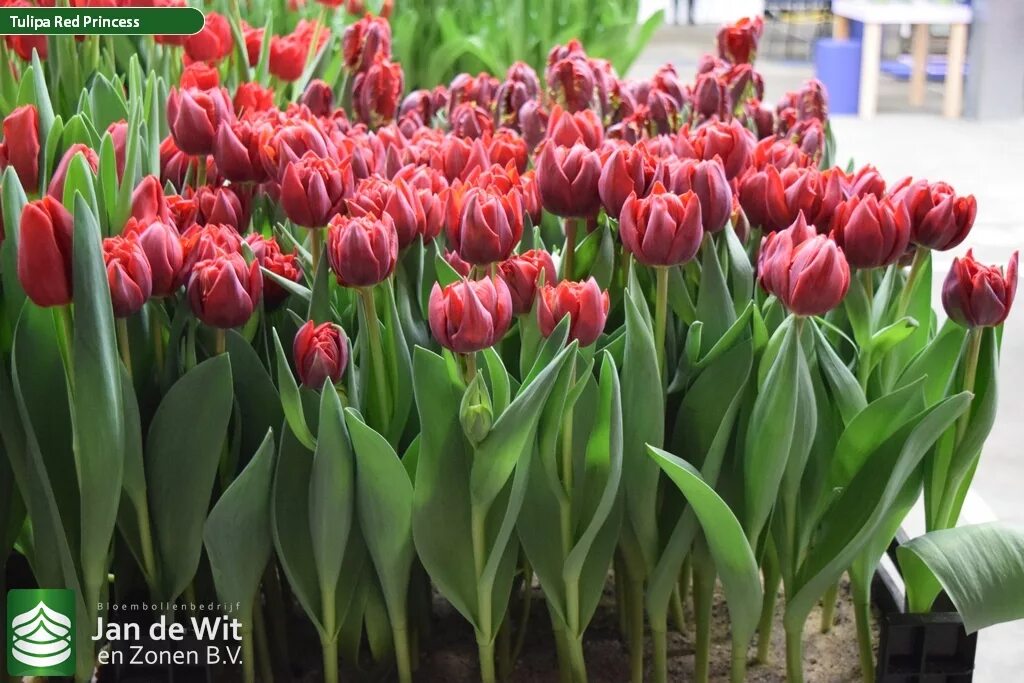 Red princess тюльпан фото и описание Tulip Trade Event 2019 assortment 照 片 Jan de Wit en Zonen B.V.