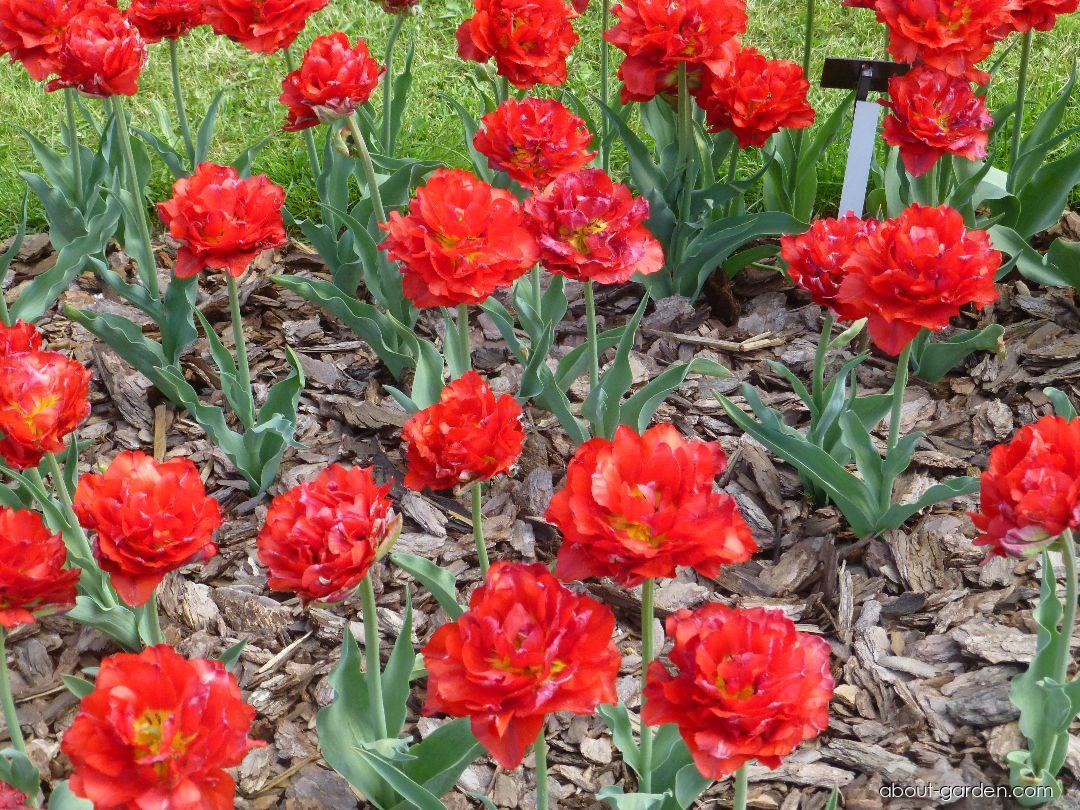 Red princess тюльпан фото и описание Photo Tulip Red Princess About-garden.com