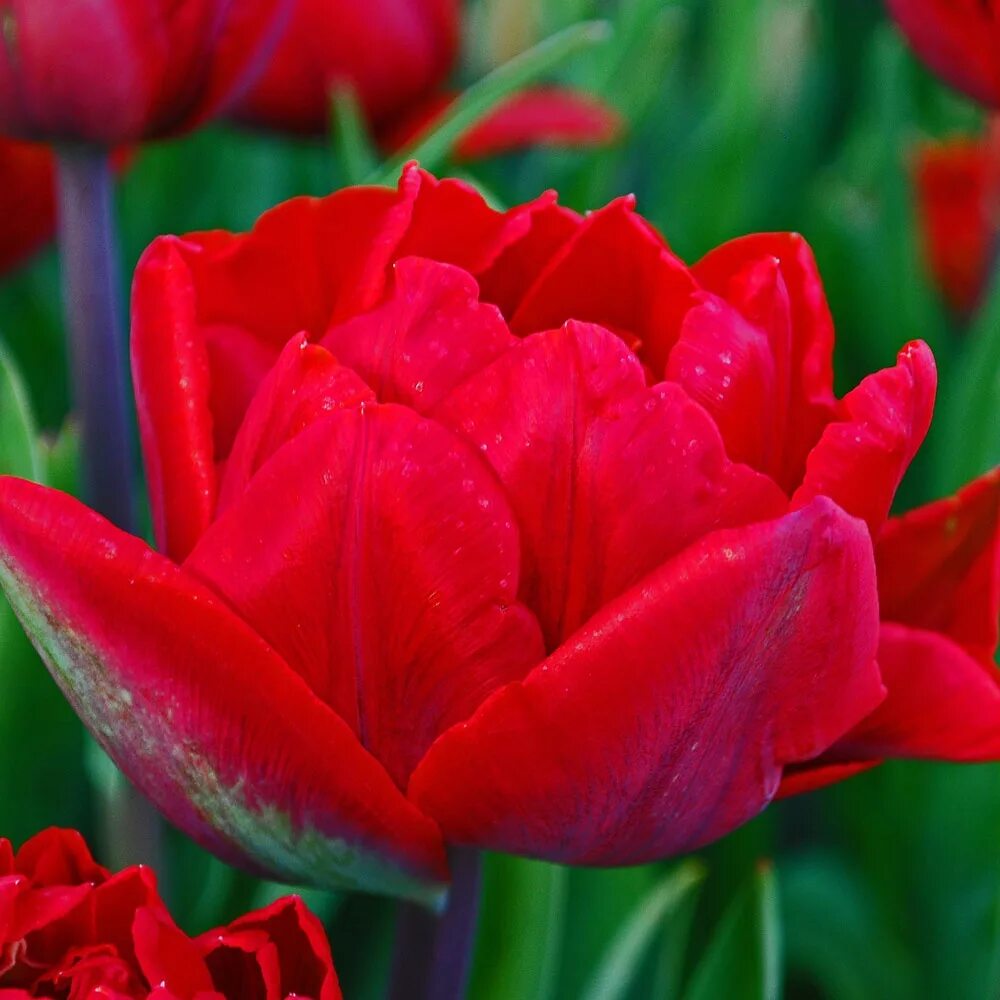 Red princess тюльпан фото и описание Тюльпан Túlipa Red Princess - купить саженцы в интернет-магазине