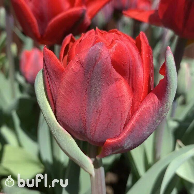 Red princess тюльпан фото и описание Тюльпан Red Princess (луковицы) bufl.ru