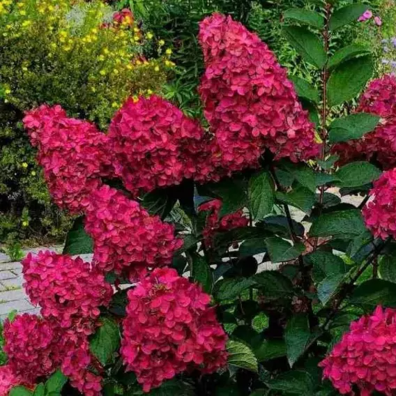 Red velvet гортензия метельчатая описание фото Hydrangea paniculata Wim`s Red Гортензия метельчатая Вимс Ред - купить в интерне