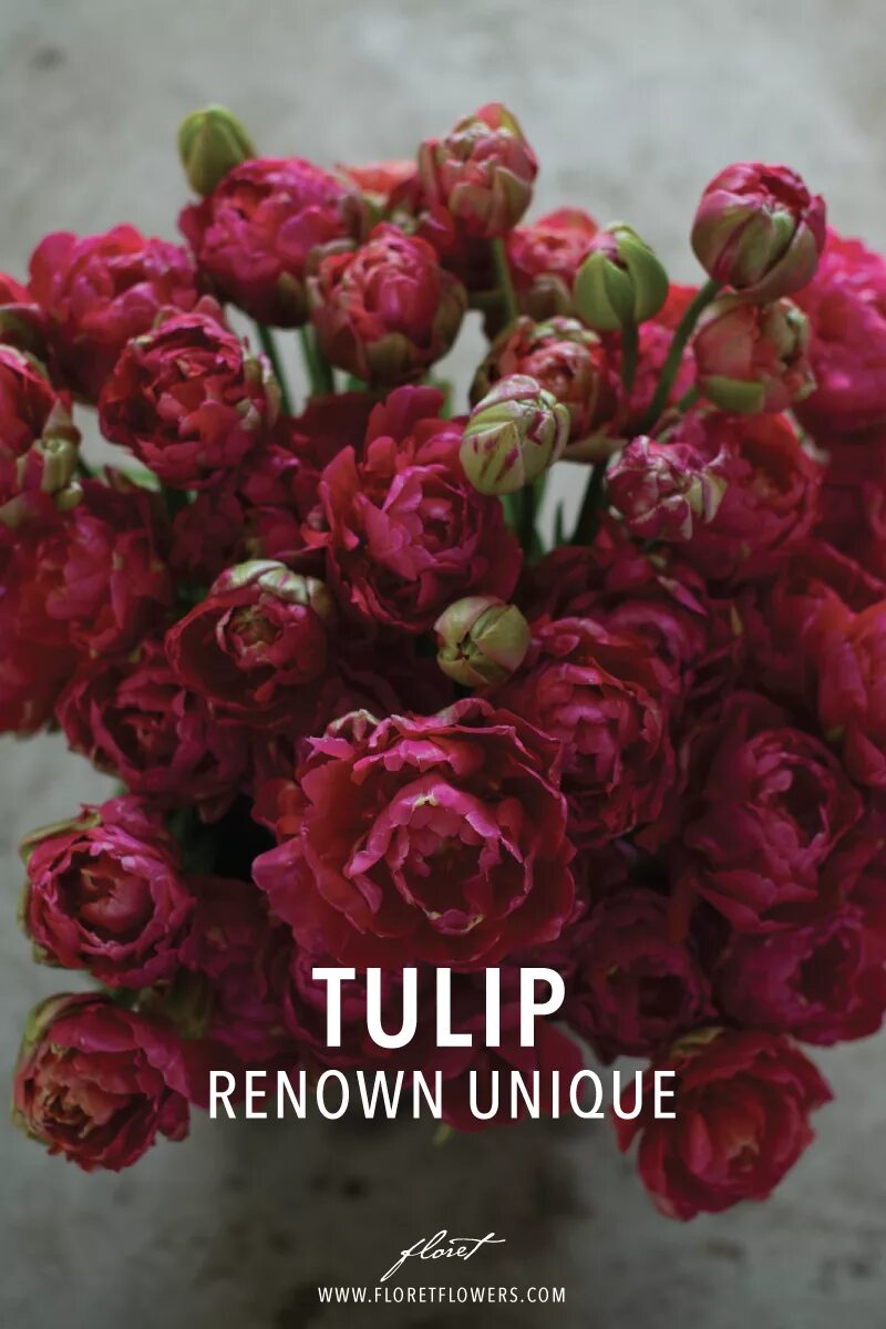 Renown unique тюльпан фото Pin on Flowerish