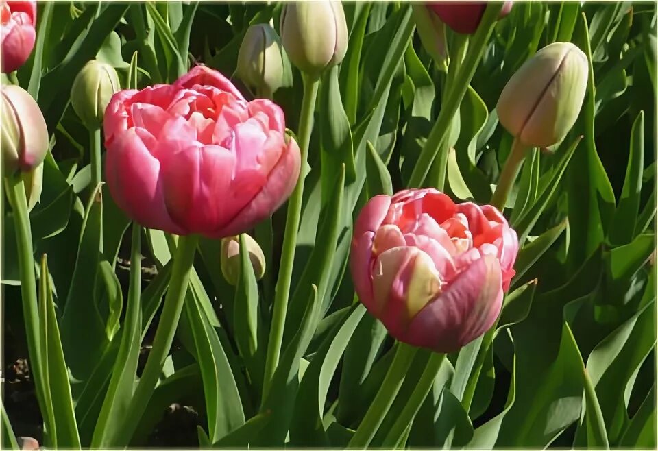 Renown unique тюльпан фото Tulipan Renown Unique ciemnoróżowy Tulipa Renown Unique Tulipan Renown Unique ci