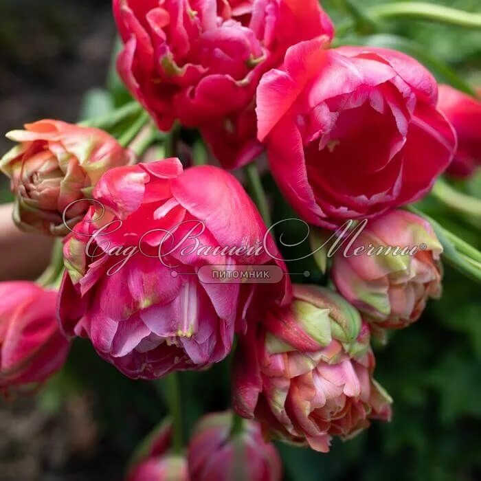 Renown unique тюльпан фото Тюльпан Ренаун Юник (Tulipa Renown Unique) - Тюльпаны Махровые - Тюльпаны - Луко