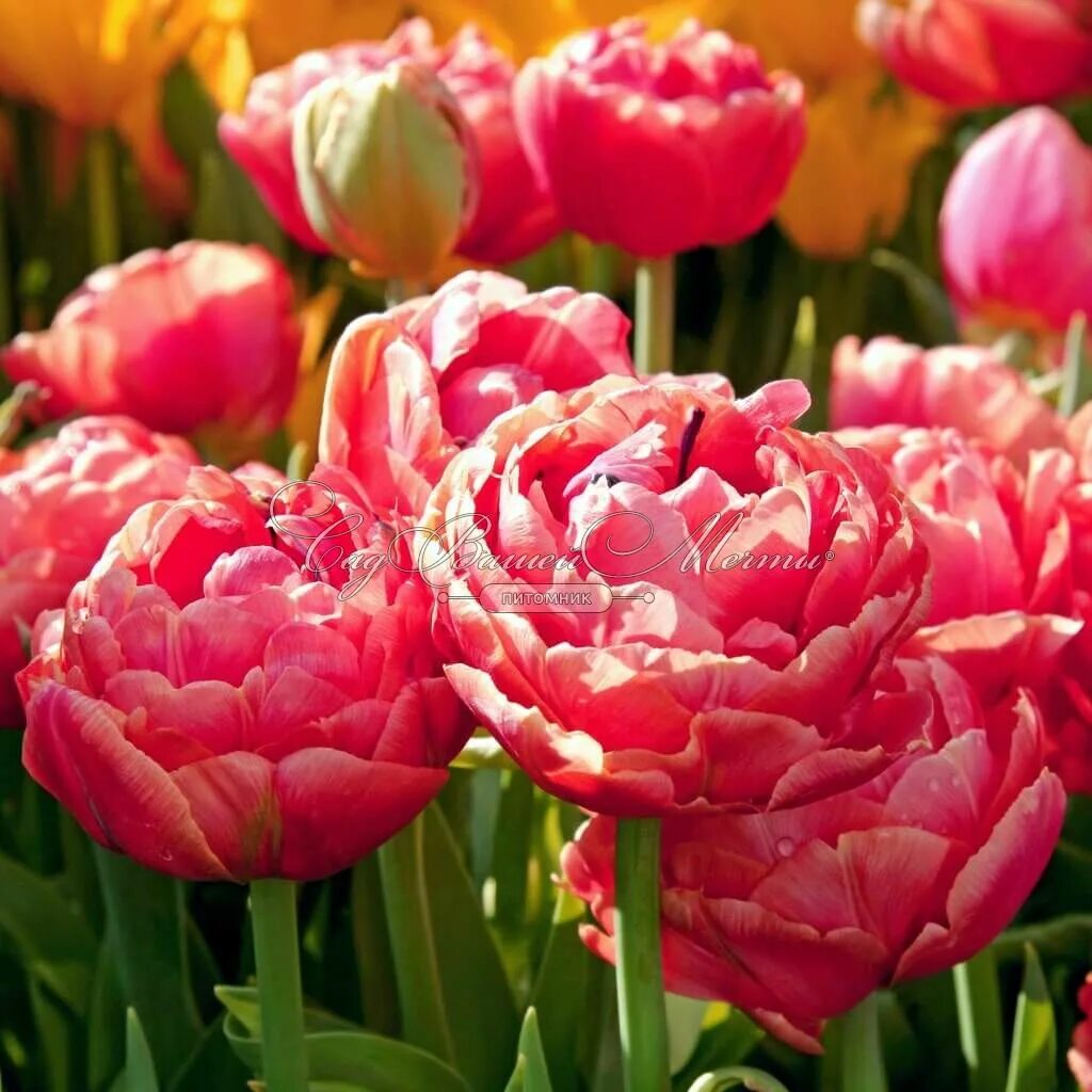 Renown unique тюльпан фото Тюльпан Ренаун Юник (Tulipa Renown Unique) - Тюльпаны Махровые - Тюльпаны - Луко