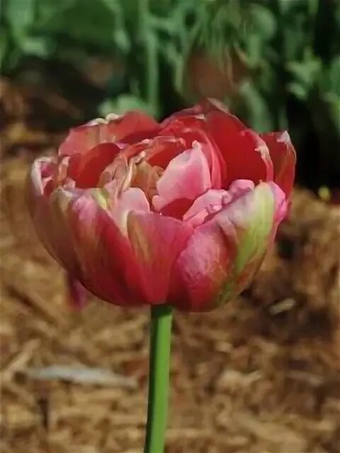 Renown unique тюльпан фото Tulipa Gpe Doubles tardives - Achat en ligne sur Le Jardin du PicVert