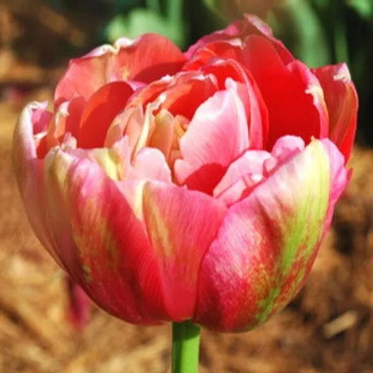 Renown unique тюльпан фото Pin on Bulbs - Tulip